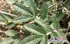 管仲是什么药 管仲的功效与作用