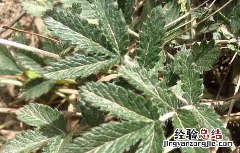 管仲是什么药 管仲的功效与作用