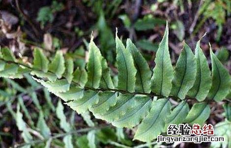 管仲是什么药 管仲的功效与作用