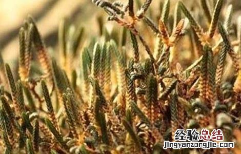 过江龙的功效与作用 过江龙的功效与作用图片