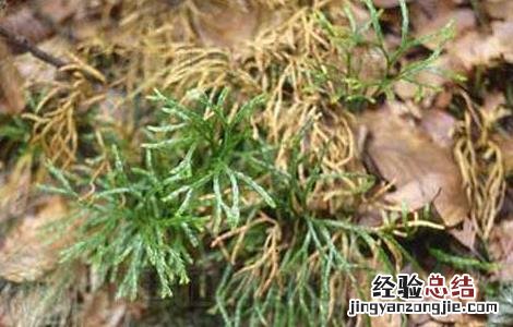 过江龙的功效与作用 过江龙的功效与作用图片