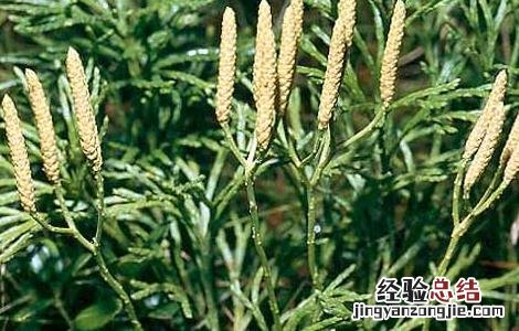 过江龙的功效与作用 过江龙的功效与作用图片