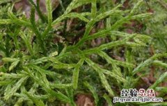 过江龙的功效与作用 过江龙的功效与作用图片