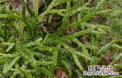 过江龙的功效与作用 过江龙的功效与作用图片