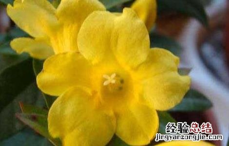 钩吻的药用功效与作用 钩吻的功效与作用