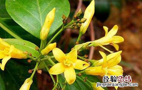 钩吻的药用功效与作用 钩吻的功效与作用