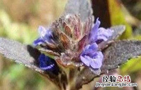 大头陈的功效与作用 大头陈功效与作用吃法