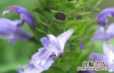 大头陈的功效与作用 大头陈功效与作用吃法