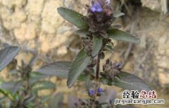 大头陈的功效与作用 大头陈功效与作用吃法