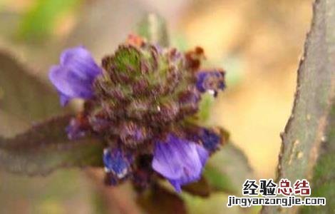 大头陈的功效与作用 大头陈功效与作用吃法