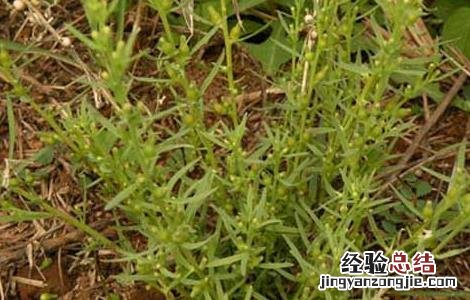 百蕊草的功效与作用 百蕊草的功效与作用及食用方法