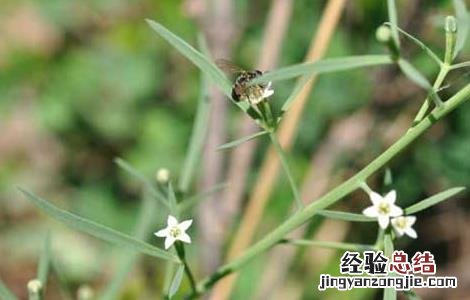 百蕊草的功效与作用 百蕊草的功效与作用及食用方法