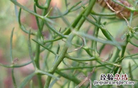 百蕊草的功效与作用 百蕊草的功效与作用及食用方法