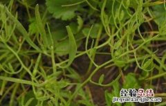 百蕊草的功效与作用 百蕊草的功效与作用及食用方法