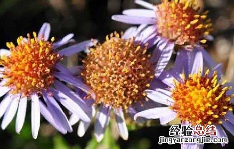 灯盏细辛的功效与作用禁忌 灯盏细辛的功效与作用