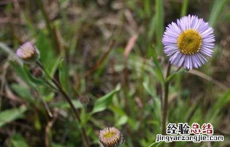 灯盏细辛的功效与作用禁忌 灯盏细辛的功效与作用