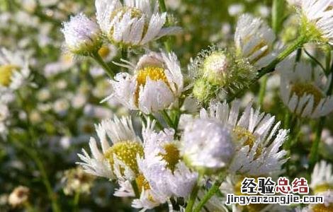 灯盏细辛的功效与作用禁忌 灯盏细辛的功效与作用