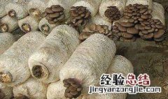 蘑菇种植的配方 蘑菇种植过程中培养料的配制方法