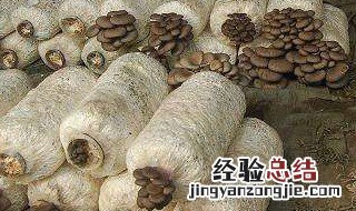蘑菇种植的配方 蘑菇种植过程中培养料的配制方法