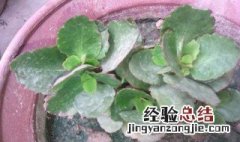 河沙养根多少时间浇一次水 肉植物用河沙养生根快不易黑腐