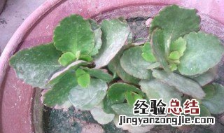 河沙养根多少时间浇一次水 肉植物用河沙养生根快不易黑腐