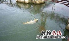 初春钓鱼钓几米 常用3种野钓秘诀