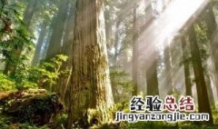 树的年轮较密的向着什么面 树的年轮较密的向着什么面,较密的向着什么面