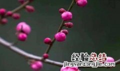 梅花施肥的技巧 梅花施肥的技巧和方法