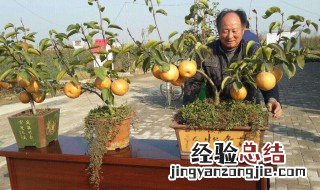 北方适合种什么果树不怕冻 北方适合种什么果树