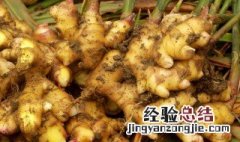 生姜是类风湿的克星 小黄姜的功效与作用