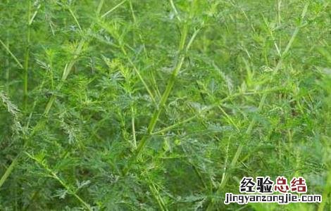 矮脚苦蒿图片 矮脚苦蒿的功效与作用