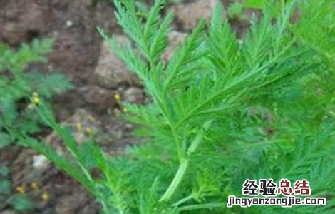 矮脚苦蒿图片 矮脚苦蒿的功效与作用