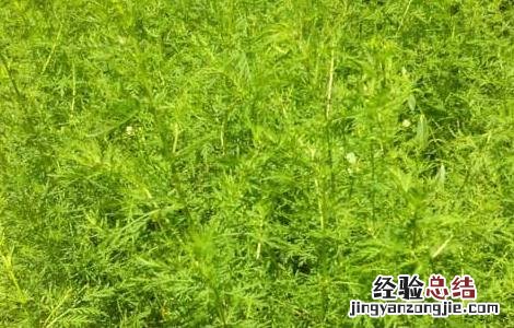 矮脚苦蒿图片 矮脚苦蒿的功效与作用