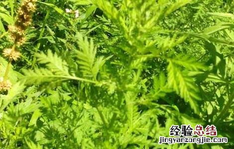 矮脚苦蒿图片 矮脚苦蒿的功效与作用