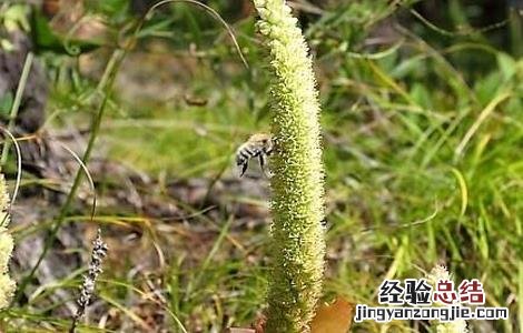 中药草苁蓉的功效与作用 草苁蓉的功效与作用