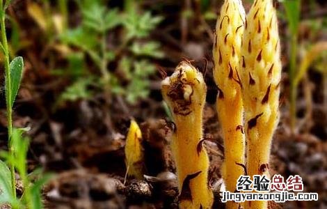 中药草苁蓉的功效与作用 草苁蓉的功效与作用