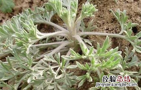 白蒿的功效与作用 白蒿的功效与作用主治什么病图片