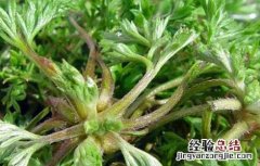 白蒿的功效与作用 白蒿的功效与作用主治什么病图片