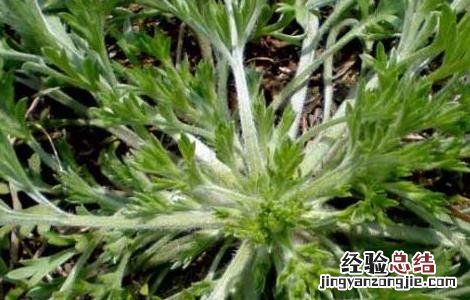 白蒿的功效与作用 白蒿的功效与作用主治什么病图片