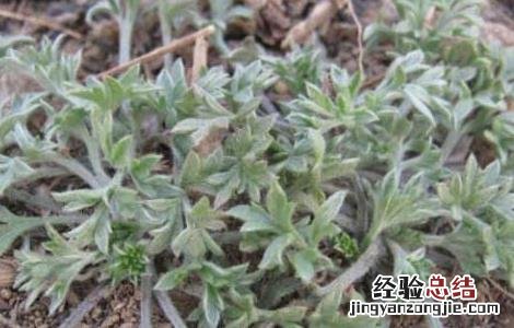 白蒿的功效与作用 白蒿的功效与作用主治什么病图片