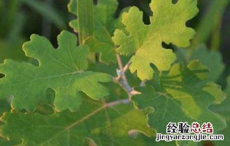 兽用博落回的功效与作用 博落回的功效与作用