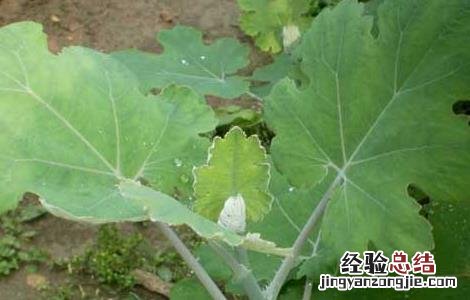 兽用博落回的功效与作用 博落回的功效与作用