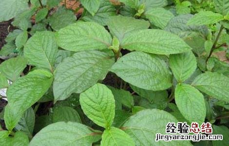 倒扣草的功效与作用图片 倒扣草的功效与作用