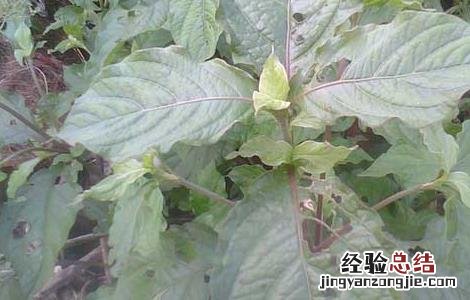 倒扣草的功效与作用图片 倒扣草的功效与作用