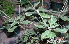 倒扣草的功效与作用图片 倒扣草的功效与作用