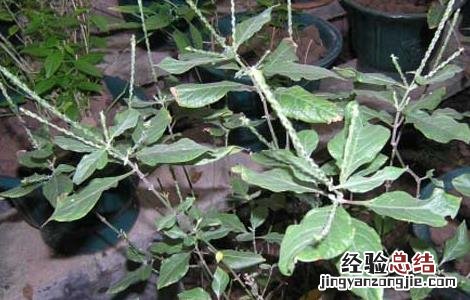 倒扣草的功效与作用图片 倒扣草的功效与作用