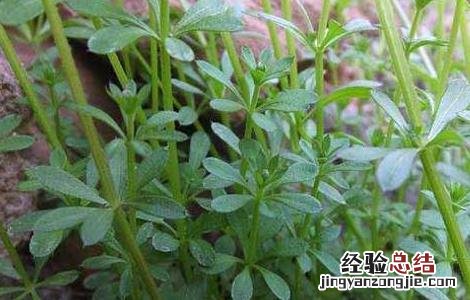 八仙草的功效与作用图 八仙草的功效与作用