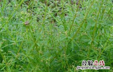 八仙草的功效与作用图 八仙草的功效与作用