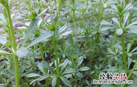 八仙草的功效与作用图 八仙草的功效与作用