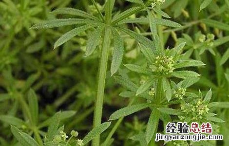 八仙草的功效与作用图 八仙草的功效与作用